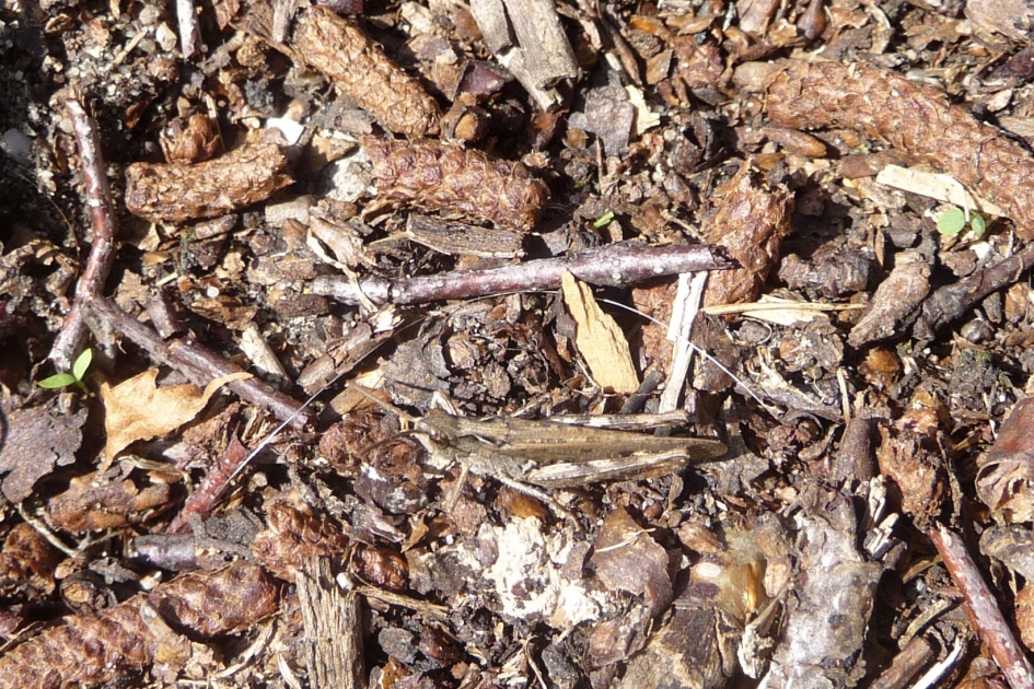 Het forum heeft een sprinkhaan gevonden... - Geleedpotigen - 