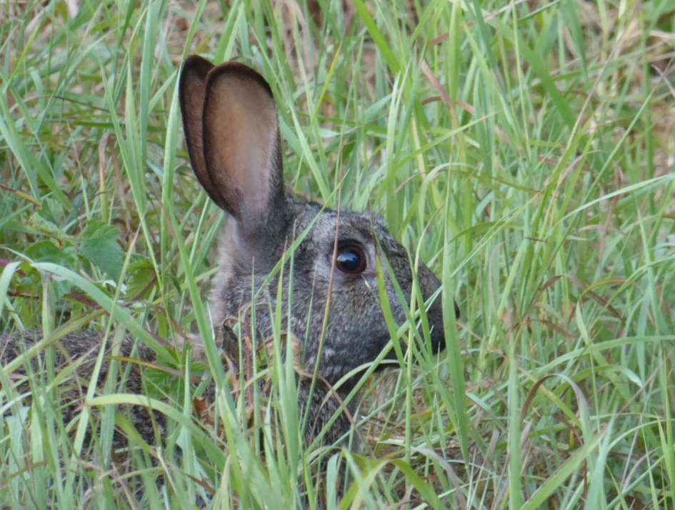 Het haasje zijn. - Zoogdieren - Haas