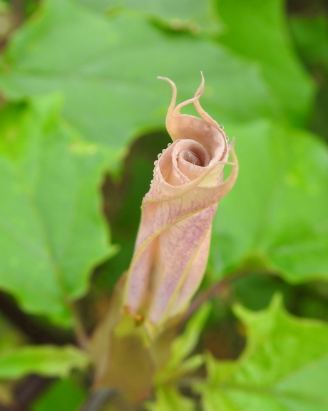 Het roosachtige begin
