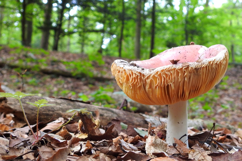 Hoed couture - Schimmels - Broze russula