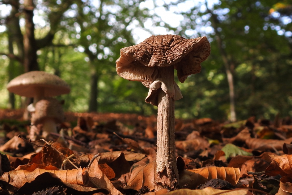 Hoedjesdag is weer voorbij - Schimmels - Parelamaniet