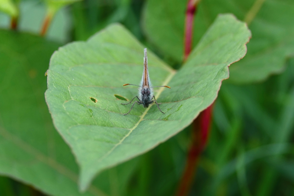 Hooibeestje - Geleedpotigen - Hooibeestje