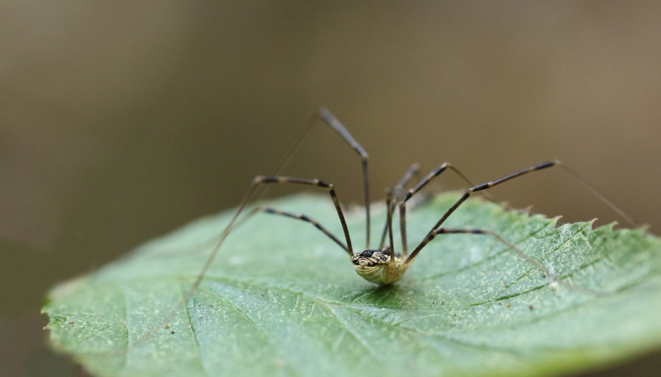 hooiwagen -m- - Geleedpotigen - hooiwagen