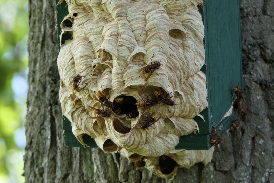 Hoornaarhotel - Geleedpotigen - Hoornaar