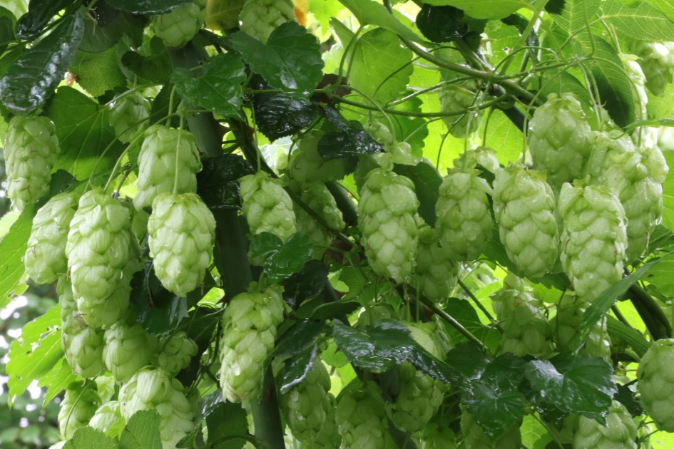 Hop, hop... - Planten - 