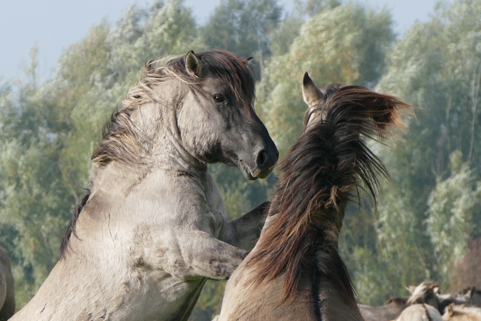 Horsepower - Zoogdieren - Konikspaarden