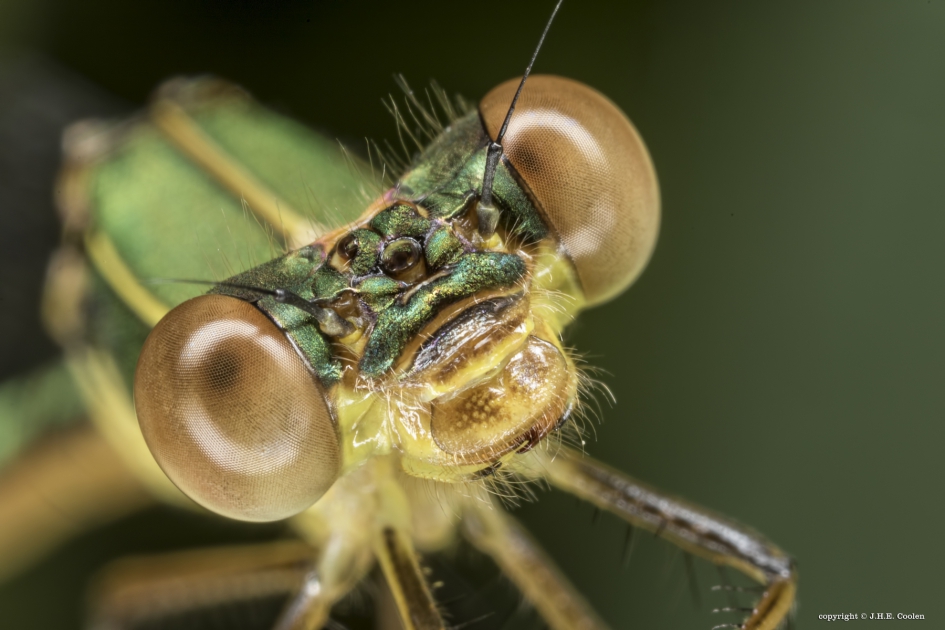 Houtpantserjuffer (Chalcolestes viridis) - Geleedpotigen - Houtpantserjuffer