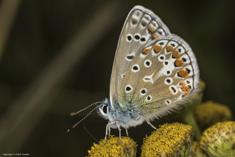 Icarusblauwtje  (Polyommatus icarus) - Geleedpotigen - Icarusblauwtje
