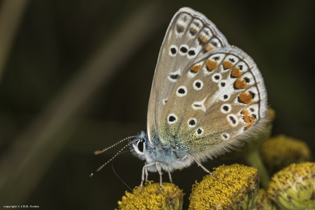 Icarusblauwtje  (Polyommatus icarus)