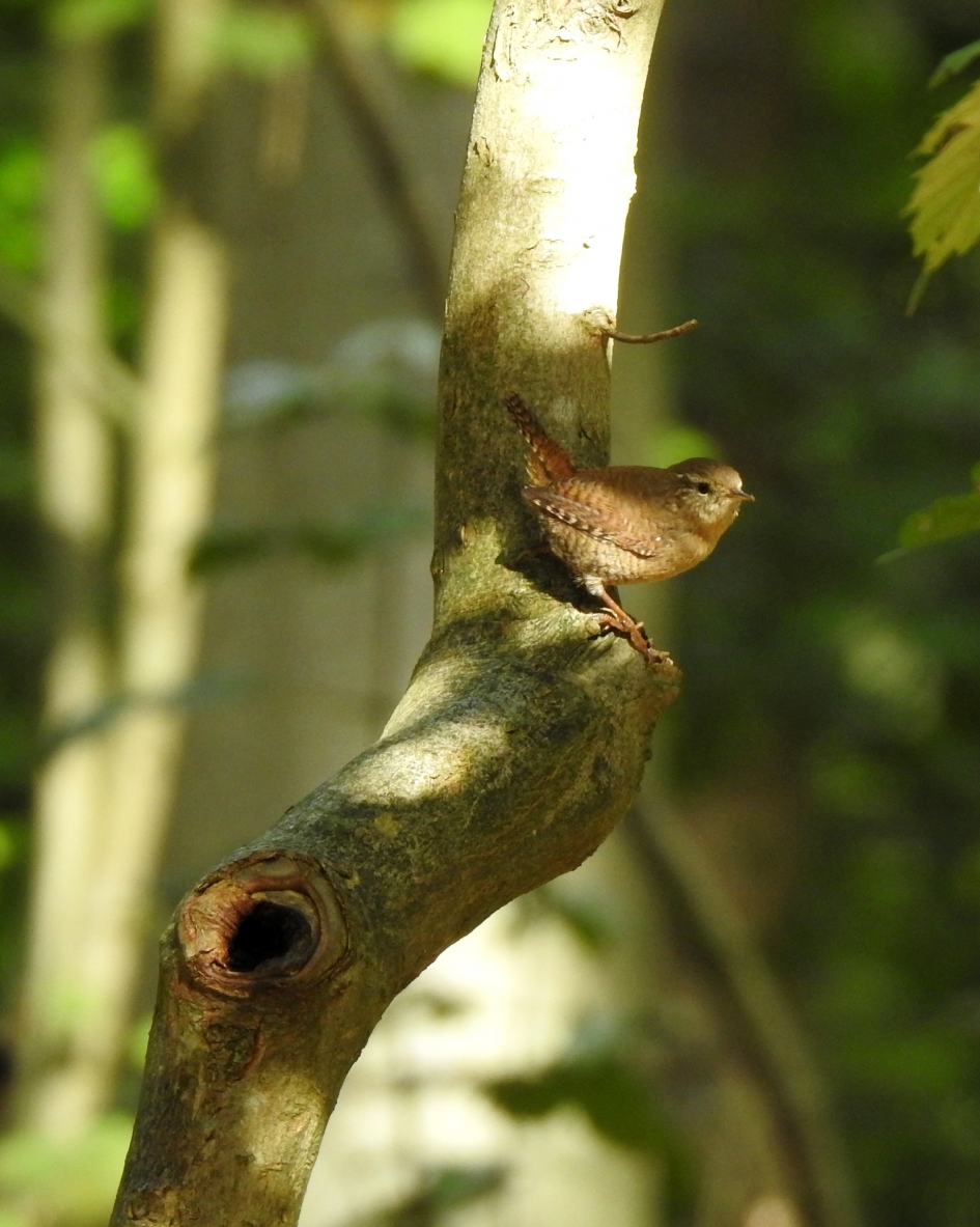 In het bos - Vogels - Winterkoninkje