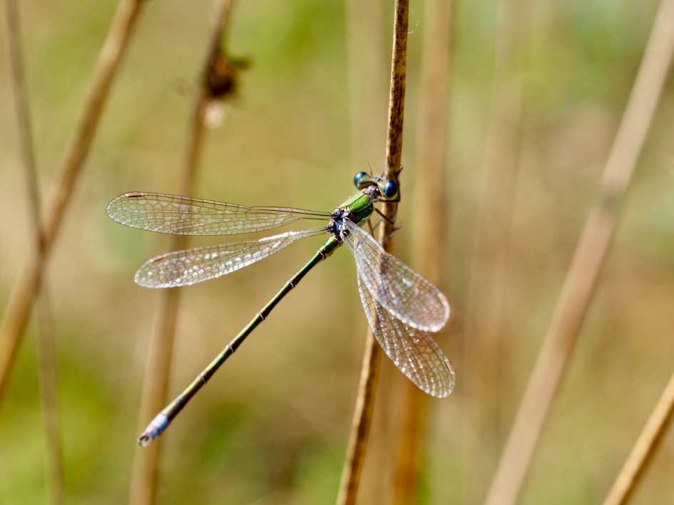 In het riet - Geleedpotigen - Pantserjuffer