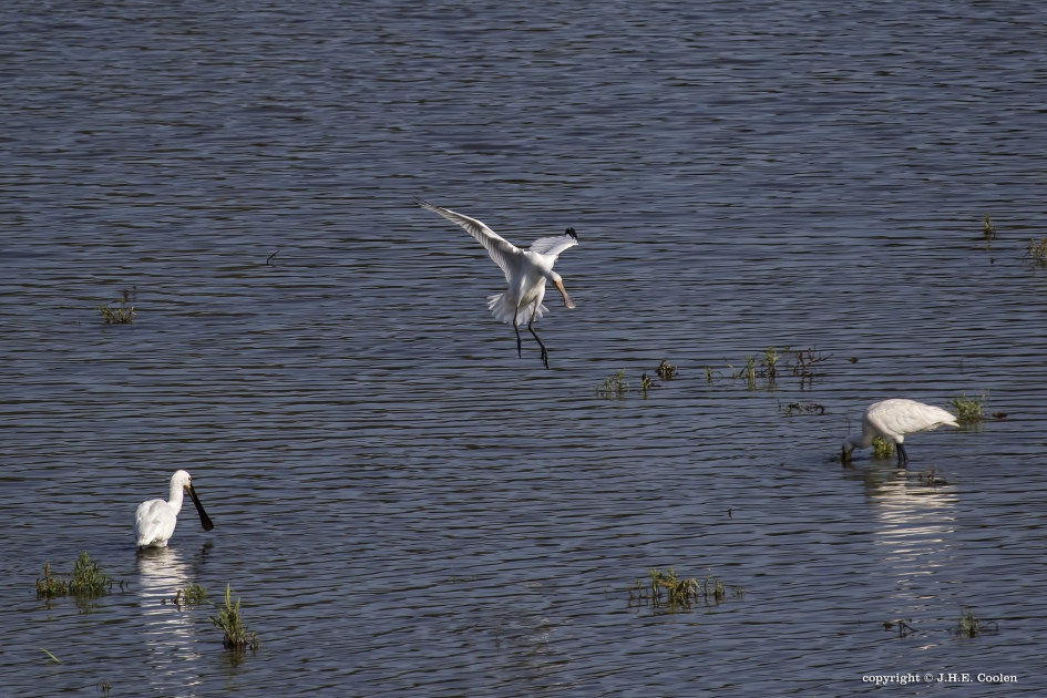 Inkomend - Vogels - lepelaar