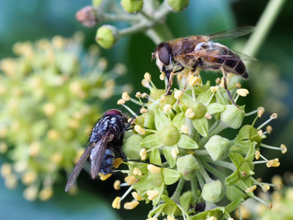 Insectentrekker - Planten - Klimop