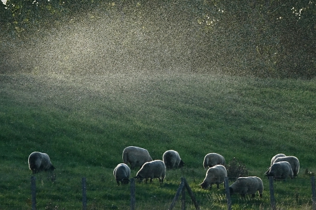Insectenwolk boven de dijk
