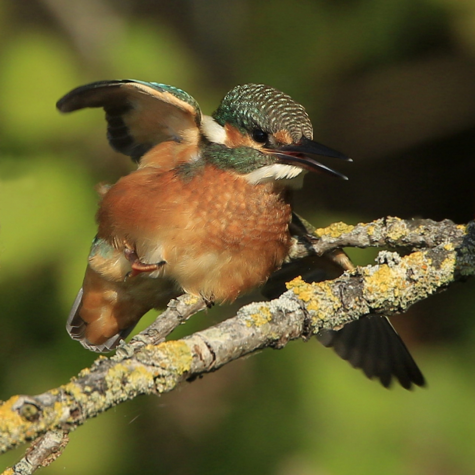 Jong en wild - Vogels - IJsvogel