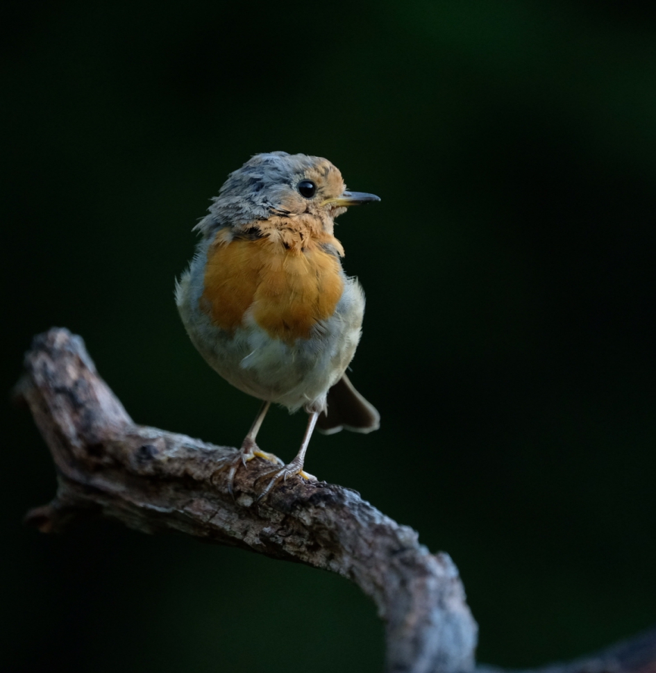 Jonge roodborst - Vogels - Rood borst