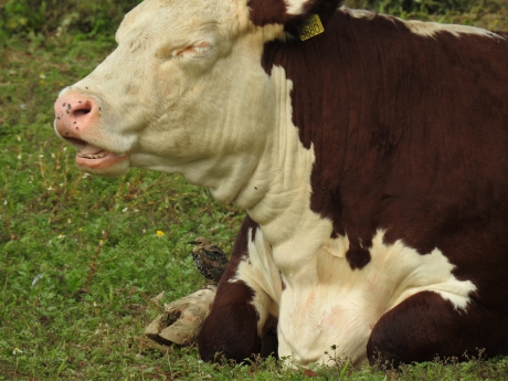 Juveniele spreeuw is niet bang voor een Herefordkoe.