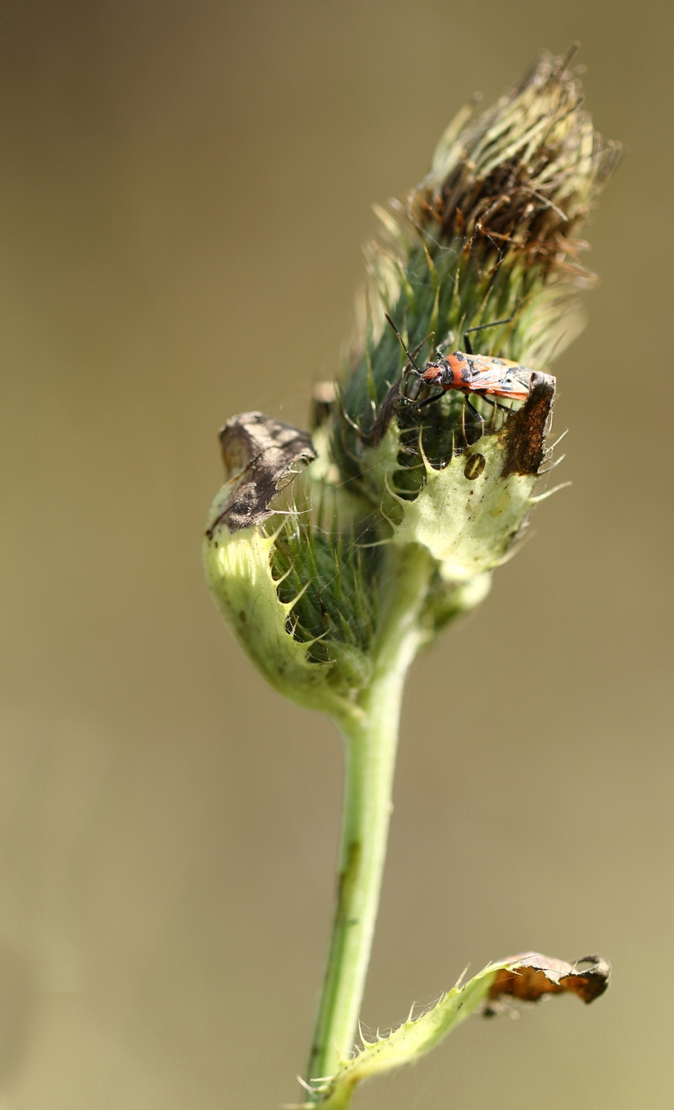 kaneelglasvleugelwants - Geleedpotigen - kaneelglasvleugelwants