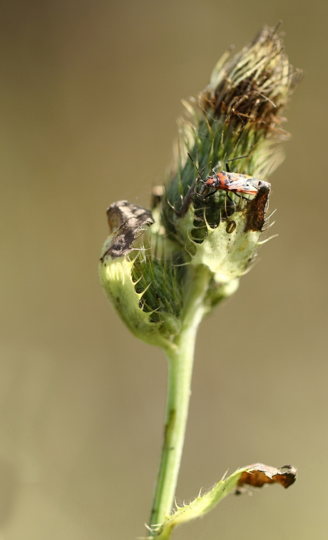 kaneelglasvleugelwants