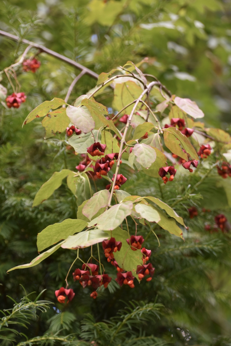 Kardinaalsmuts - Planten - 