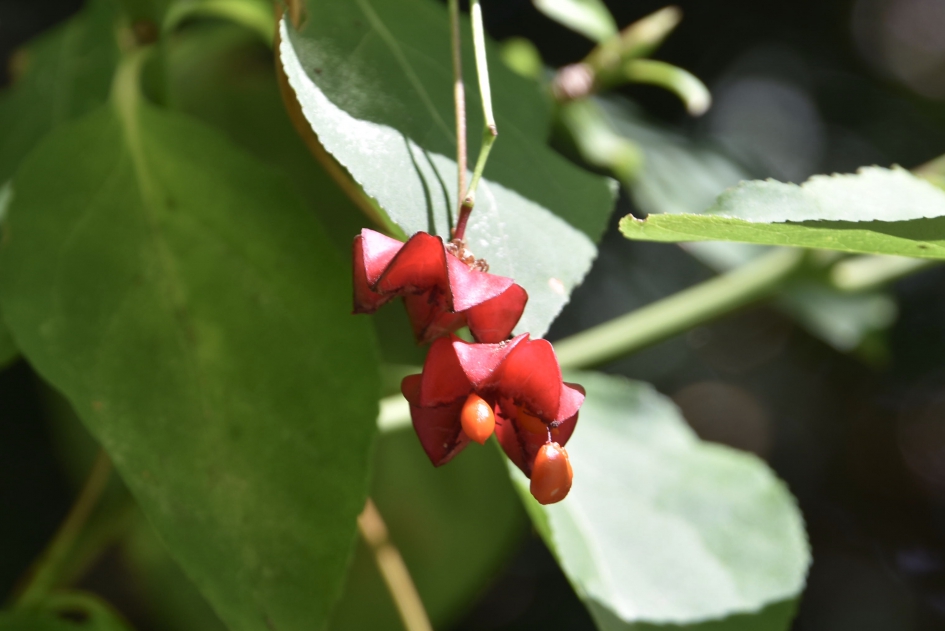 Kardinaalsmuts - Planten - 