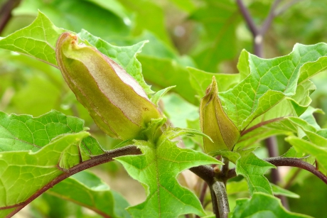 Kelken van de Doornappel