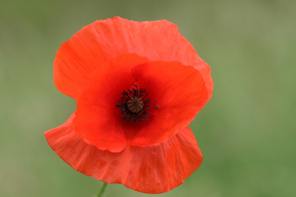 klaproos - Planten - 