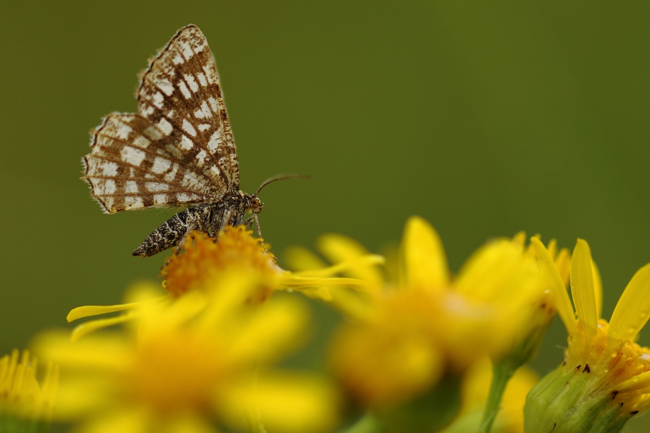 klaverspanner - Geleedpotigen - 