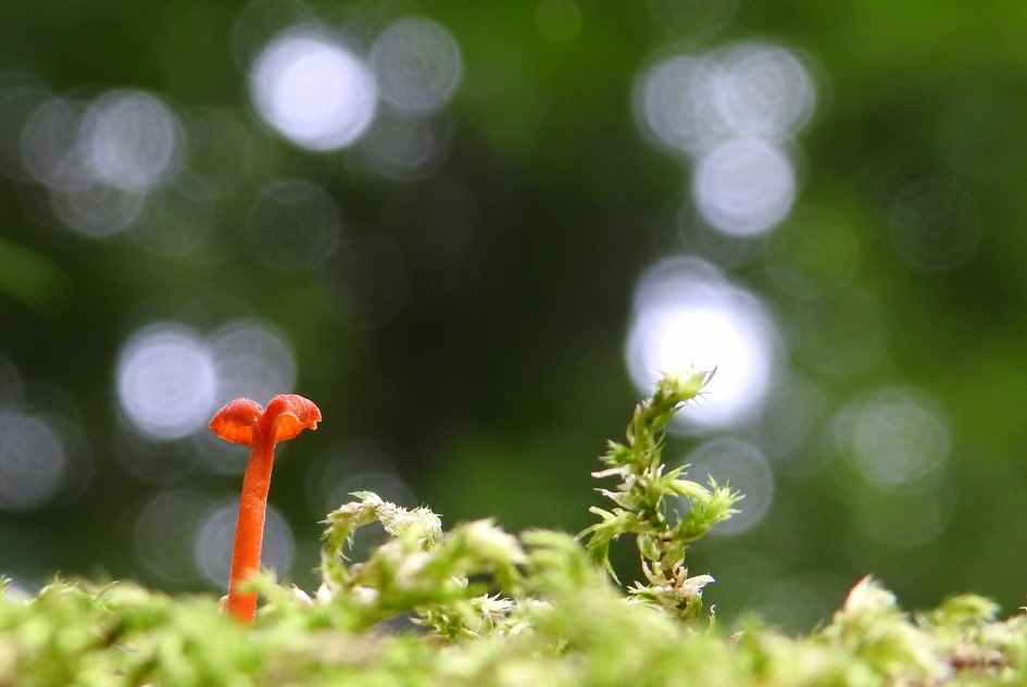 Klein maar fel aanwezig - Schimmels - 