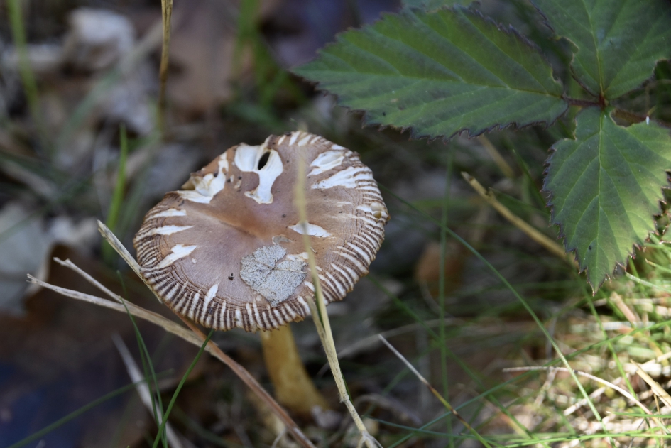 Klein paddenstoeltje - Schimmels - 