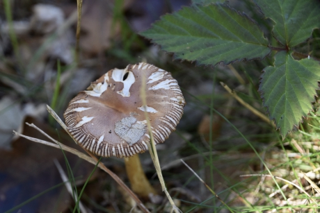 Klein paddenstoeltje
