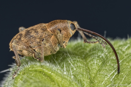 Kleine eikelboorsnuitkever