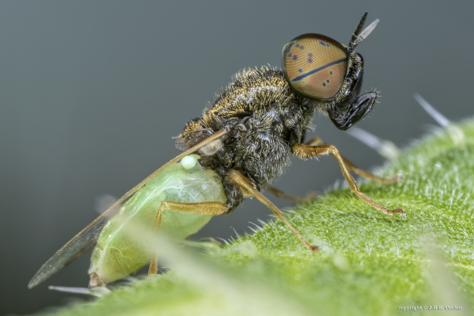 Kleine moeraswapenvlieg (Oplodontha viridula) - Geleedpotigen - Kleine moeraswapenvlieg