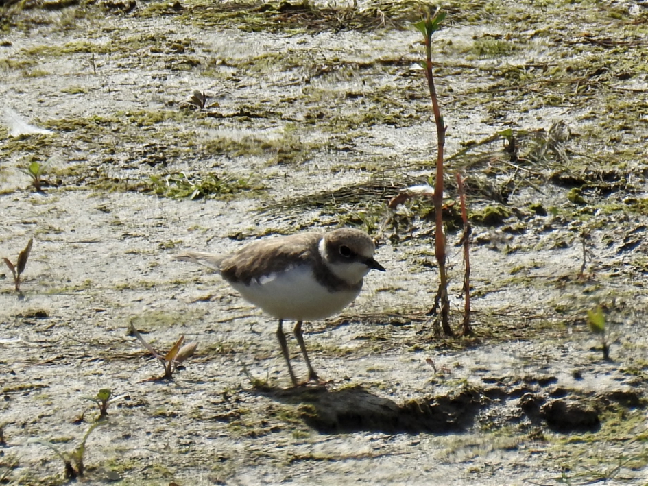 Kleine plevier - Vogels - Kleine plevier