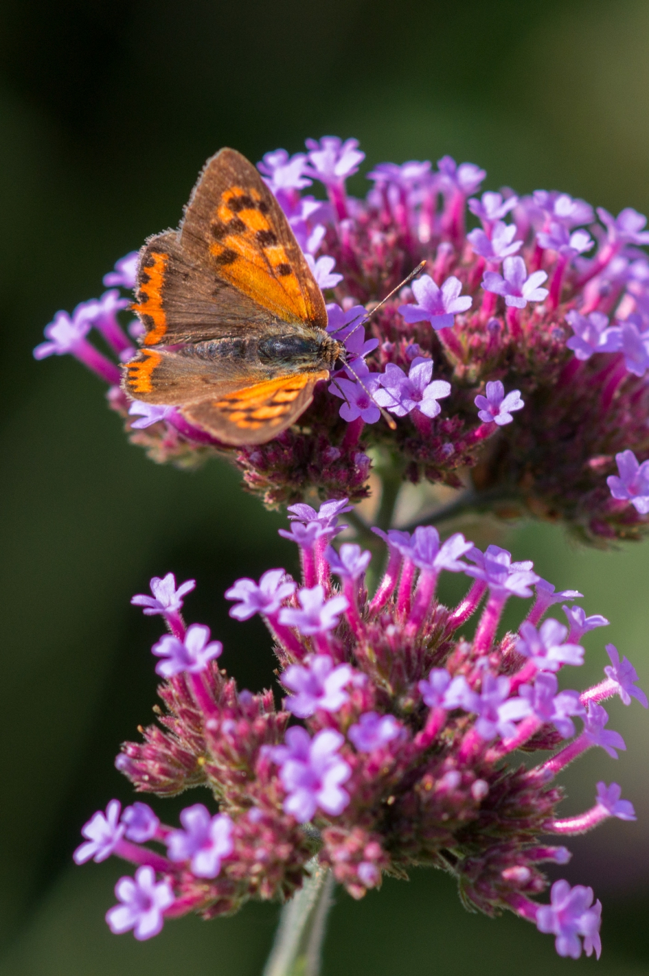 kleine vuurvlinder - Geleedpotigen - 