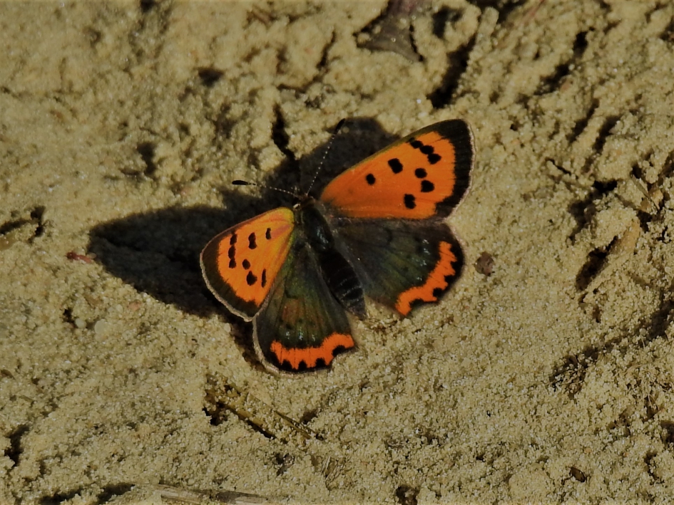 Kleine vuurvlinder warmt zich op . - Geleedpotigen - Kleine vuurvlinder