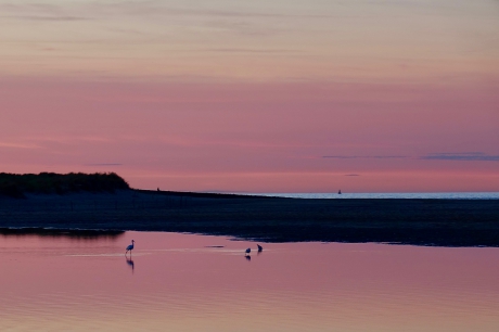 Kleine Zilver in Avondspiegeling