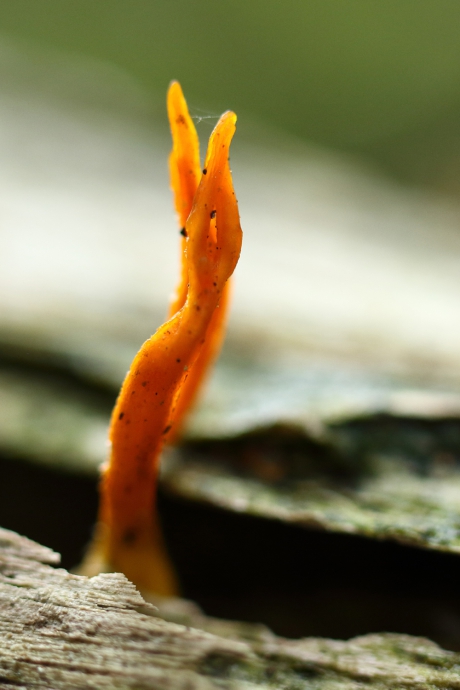 kleverige koraalzwam