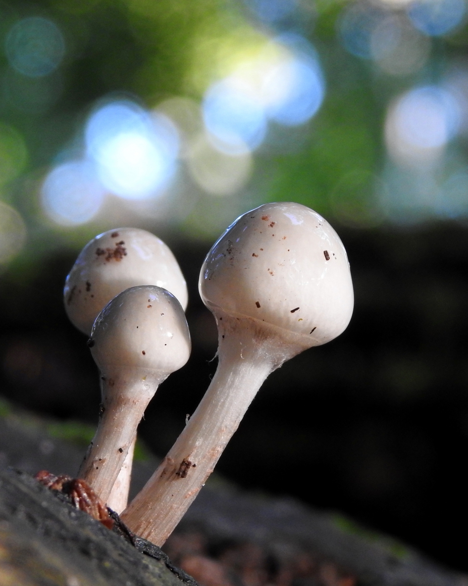 Knotsen - Schimmels - Porseleinzwam