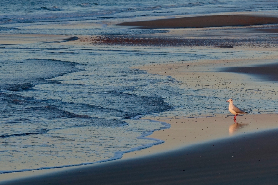 Kok in avondzon - Vogels - Kokmeeuw