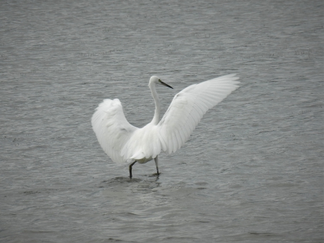 Kom onder mijn vleugels