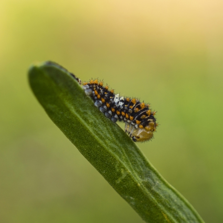Koninginnepage op Varkensvenkel