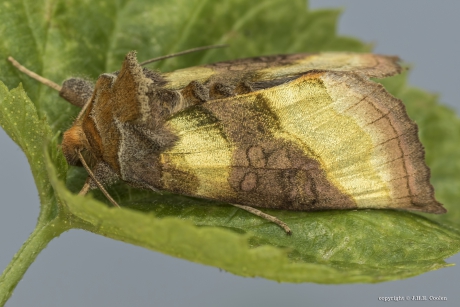 Koperuil (Diachrysia chrysitis)