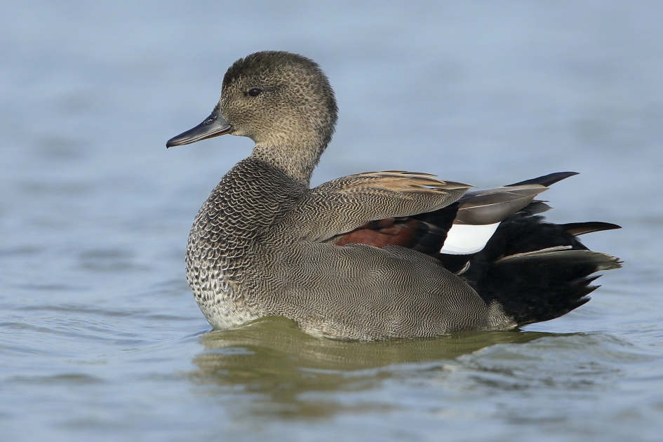 Krak - Vogels - Krakeend