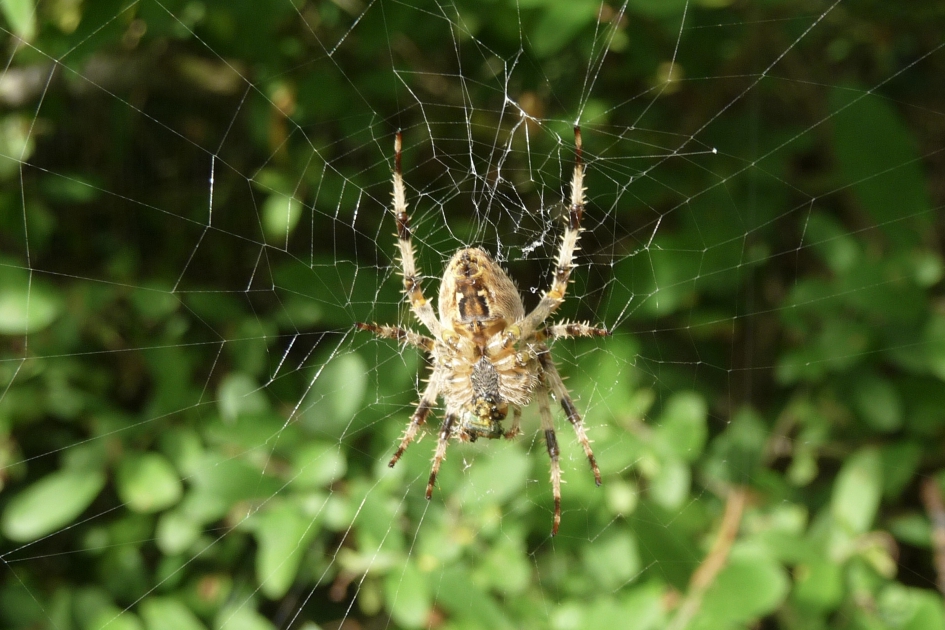 Spin - Geleedpotigen - 