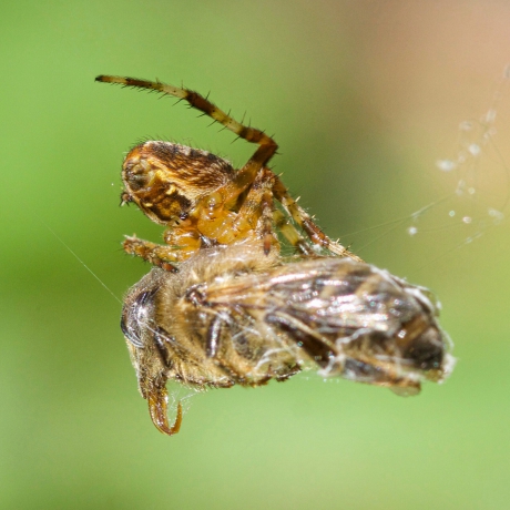 Kruisspin met ingepakte prooi