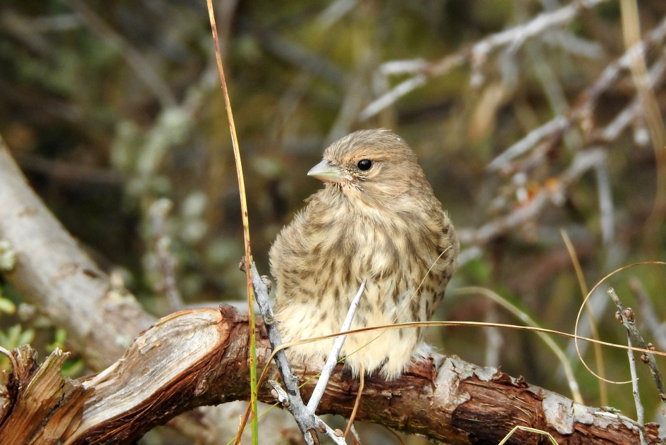 Laag op een tak - Vogels - 