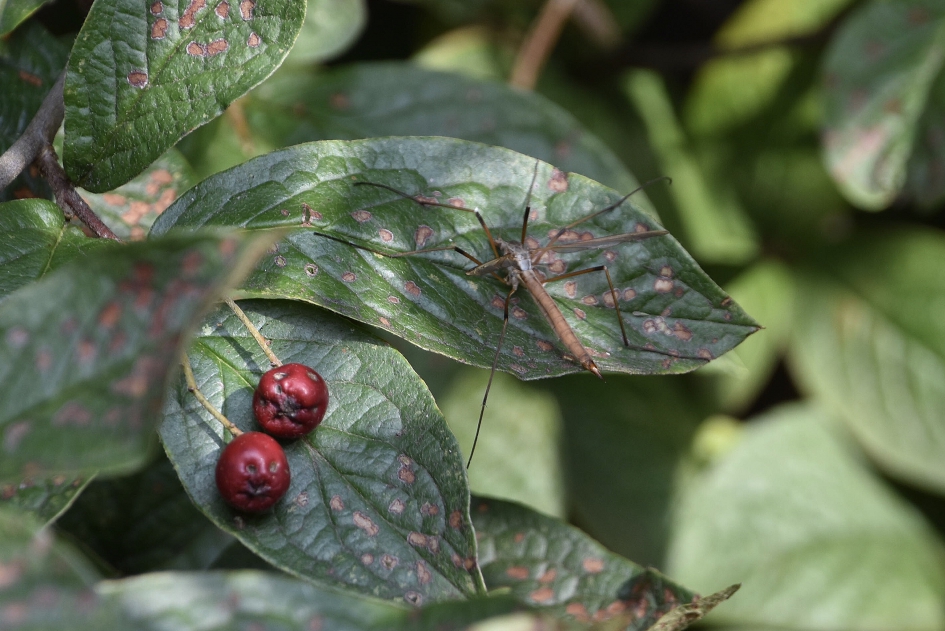 Langpootmug - Geleedpotigen - 
