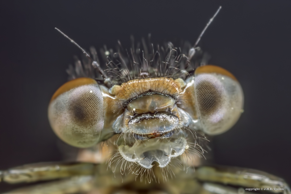 Lantaarntje - Geleedpotigen - Lantaarntje