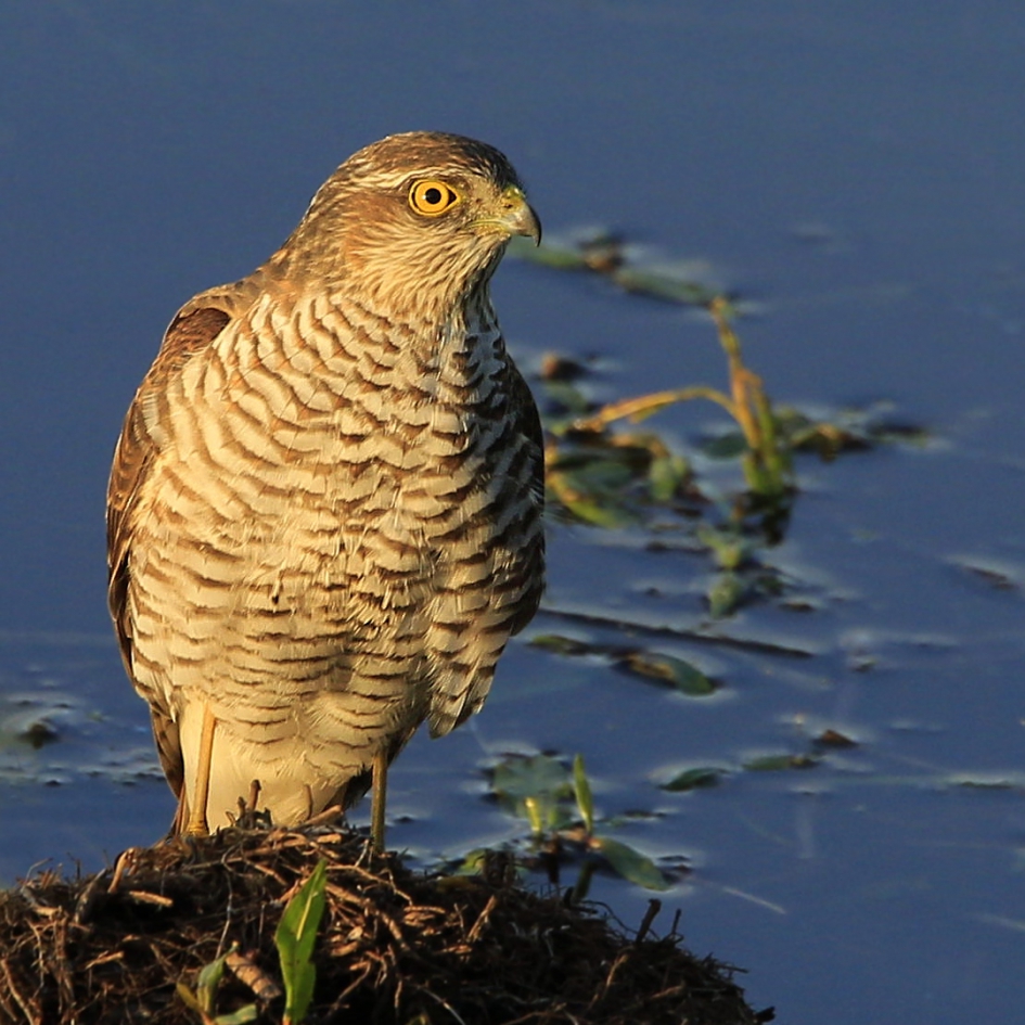 Late Sperwer - Vogels - Sperwer